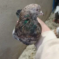 سرور نرو ماده