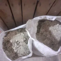 کبوتر|پرنده|صفادشت, |دیوار
