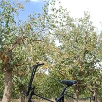 دوچرخه  کلکسیونی تاشو دنده ای تایوانی اسکوما