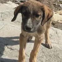 سگ داگو آرژانتین