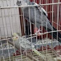 یک جفت عروس هلندی|پرنده|خمینی‌شهر, |دیوار