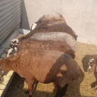 گوسفند میش جوان قرمز فشندی