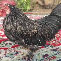 خروس و جوجه مرغ کوچین برهما|حیوانات مزرعه|شیراز, معالی‌آباد|دیوار