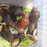 حلزون ۱ ساله مولد مناسب اونایی که پت آروم