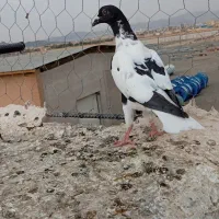 شتری جوانه