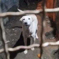 سگ نگهبان ماده