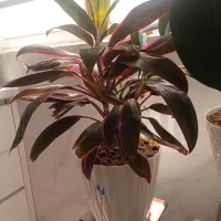 گل آپارتمانی