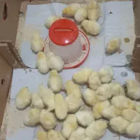 جوجه مرغ یک روزه