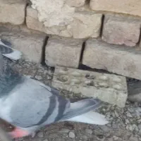 بدرنگ نر لول|پرنده|باغ بهادران, |دیوار