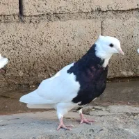 سه عدد طوقی|پرنده|بیلوار, |دیوار