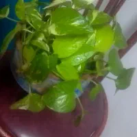 حراج پتوس