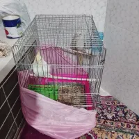 فروش عروس هلندی