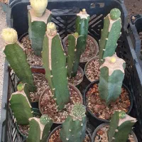 گیاه کاکتوس آستریاس افوربیا|گل و گیاه طبیعی|تهران, ائمه اطهار|دیوار