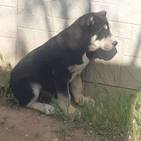 توله سگ الابای روسی اصل  و البای ترکمن