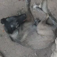 سگ سرابی