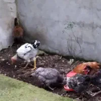 مرغ و خروس فروشی|حیوانات مزرعه|آستارا, |دیوار