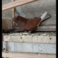 کبوتر|پرنده|تهران, استخر|دیوار