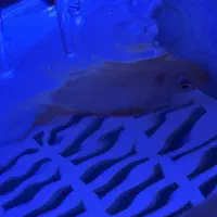 ماهی سوروم زرد