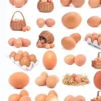 تخم مرغ محلی