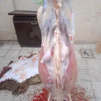 قصاب ،سلاخ حرفه ای ،درمحل