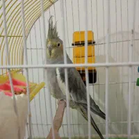 عروس هلندی|پرنده|بیجار, |دیوار