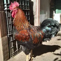 خروس محلی اصل