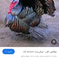 یک عدد بوقلمون نر و یک ماده
