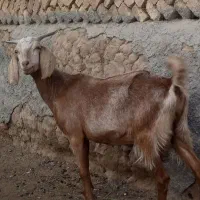 بز شکم دوم‌