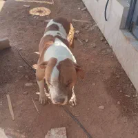 سگ پیت بول ماده|سگ|شیراز, قلات|دیوار