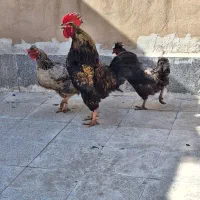 خروس و مرغ محلی
