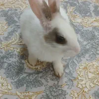 خرگوش خانگی