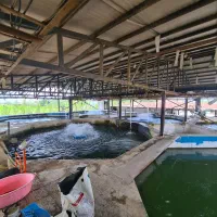 فروش مزرعه پرورش ماهی در زمین۶.۲۰۰ متر