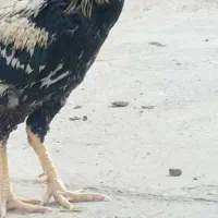 خروس لاری با یک جوجه خودش