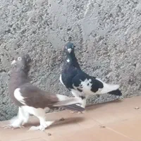 کبوتر خوب|پرنده|خورموج, |دیوار