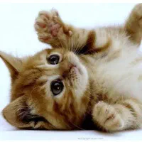 گربه برای واگذاری