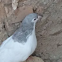 ۹تاکبوتر|پرنده|اسفرورین, |دیوار