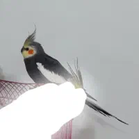 عروس هلندی نر