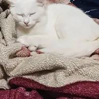 گربه خانگی|گربه|اهواز, حصیرآباد|دیوار