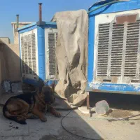 سگ ژرمن اصیل|سگ|شهر ری, سیزده آبان|دیوار