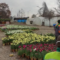 باغبانی هرس سمپاشی کود دهی طراحی باغ ویلا گلکاری