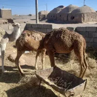 هاشی لوکی هر سه نر میباشد|حیوانات مزرعه|طبس, |دیوار