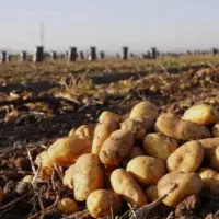 سیب زمینی