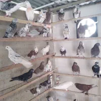 ۲۵۰عدد کفتر فروشی نروماده جوان