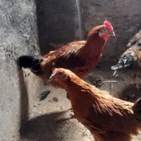خروس