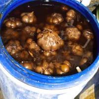 سیر ترشی ۷ساله|عمده‌فروشی|ساروق, |دیوار