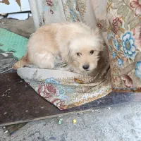 سگ خانگی|سگ|کاشان, آیت الله سعیدی|دیوار