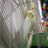 عروس هلندی ۲ عدد با قفس و لونه