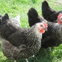 فروش مرغ خانگی (گلپایگان)|حیوانات مزرعه|مشهد, چهاربرج|دیوار