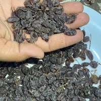 کشمش عسکری و ریش بابا تناژی|خوردنی و آشامیدنی|بیضا, |دیوار