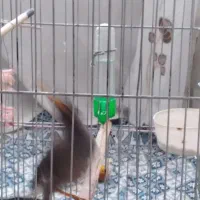 جوجه مرغ مینا|پرنده|پاکدشت, شهرک امام رضا|دیوار